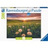 Puzzle 500 pièces Pissenlits au crépuscule 16990 Ravensburger