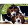 Puzzle 500 pièces Chiens 30289 Clementoni