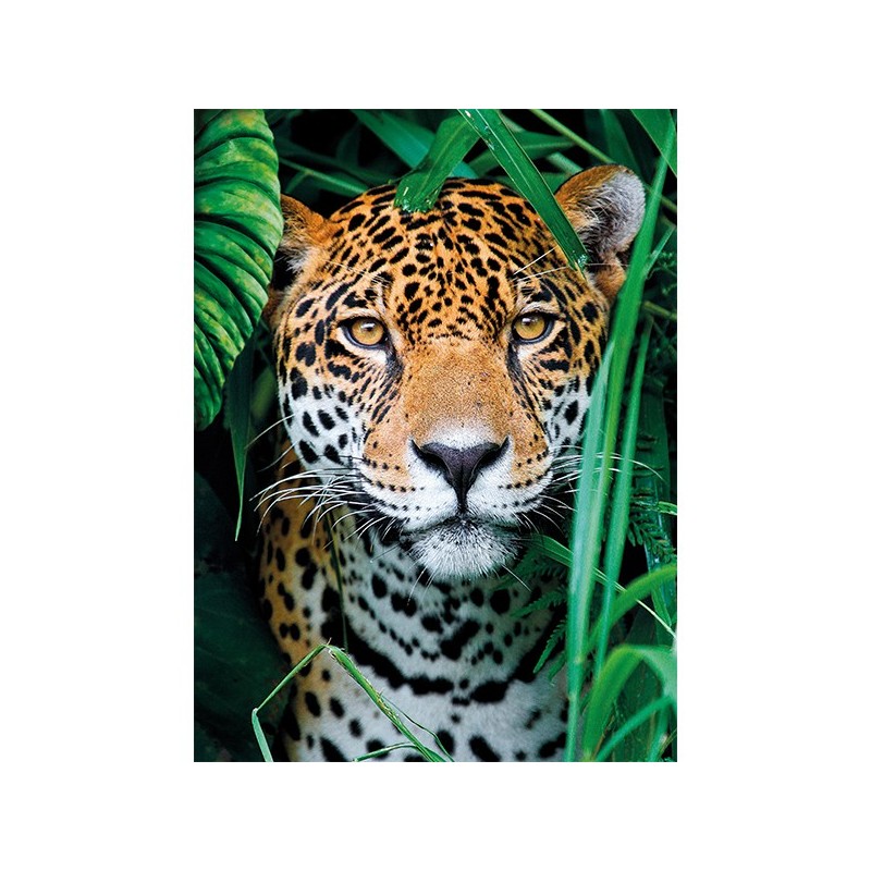 Puzzle 500 pièces Jaguar in the Jungle 35127 Clementoni