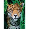 Puzzle 500 pièces Jaguar in the Jungle 35127 Clementoni