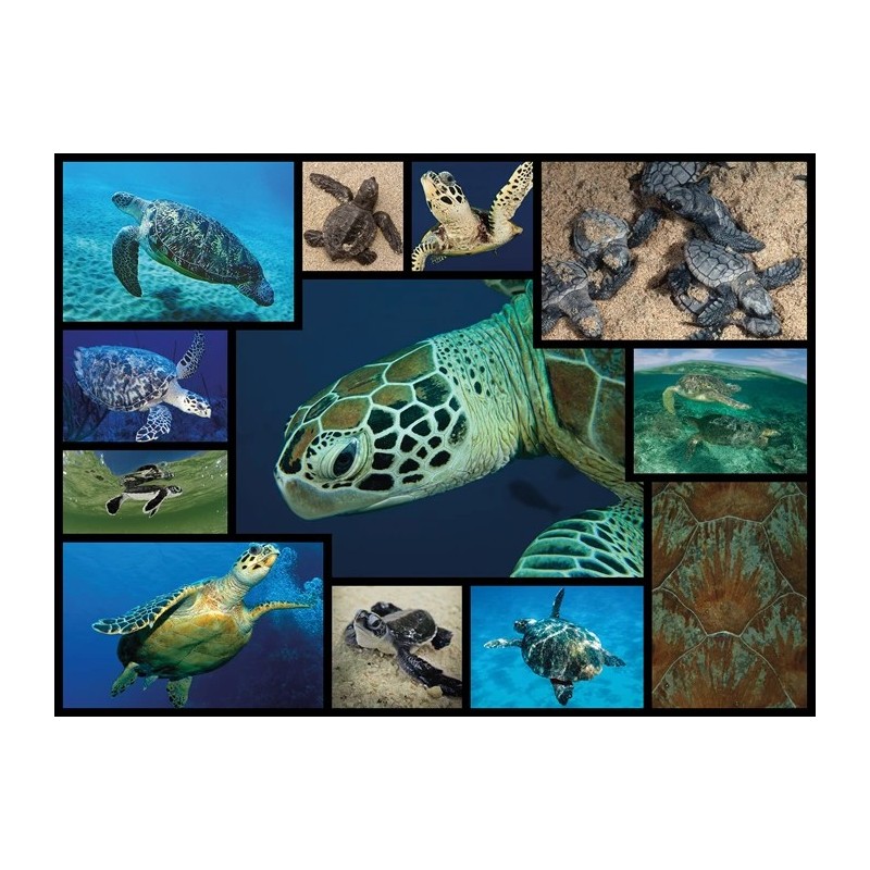 Puzzle 1000 pièces Histoires Sauvages Tortues Marines WWF082