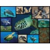 Puzzle 1000 pièces Histoires Sauvages Tortues Marines WWF082