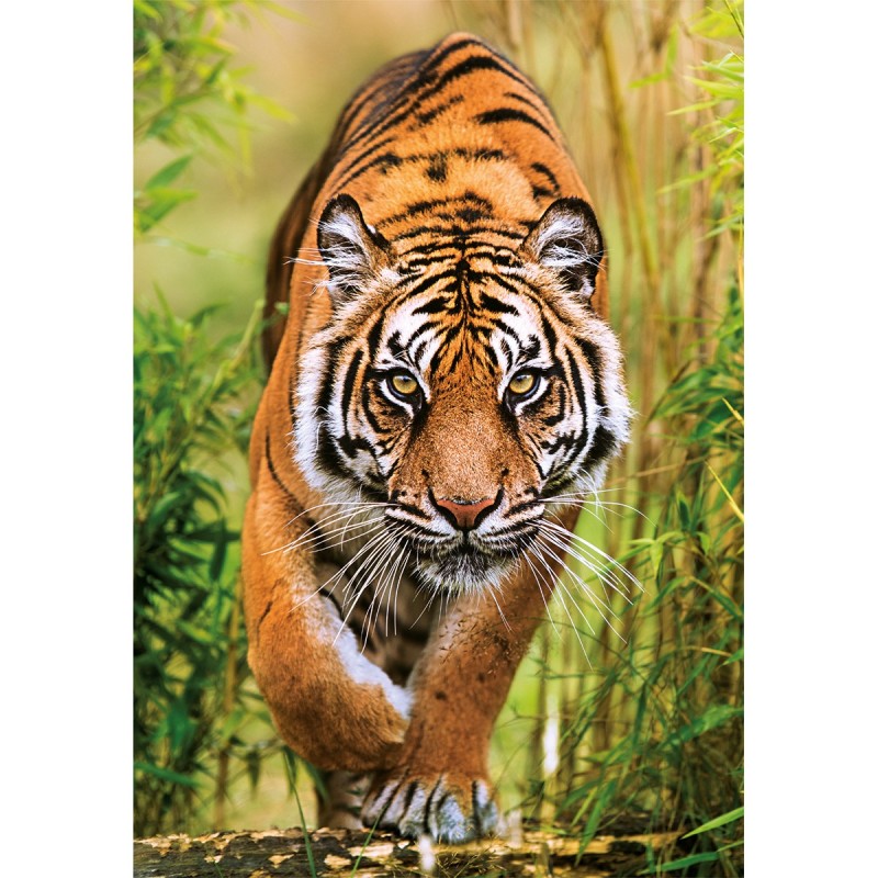 Puzzle 1000 pièces Tigre 37101 Clementoni