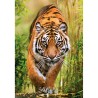 Puzzle 1000 pièces Tigre 37101 Clementoni